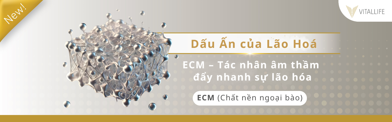 ECM: Nền tảng bị bỏ qua – Một vai trò mới trong quá trình lão hóa