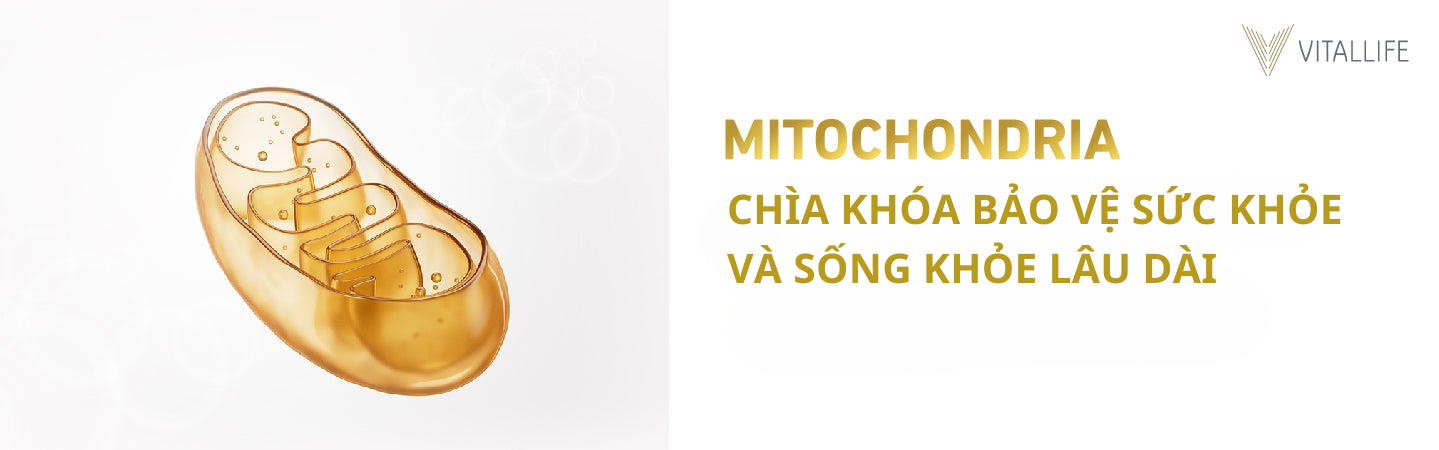 Ty thể - Chìa khóa bảo vệ sức khỏe và sống khỏe lâu dài